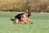 BERGER ALLEMAND 538